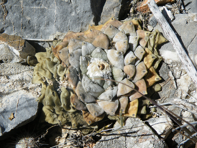Ariocarpus retusus