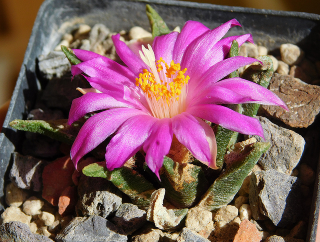 Ariocarpus scaphirostris