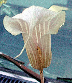 Arisaéma candide (Arisaema candidissimum)