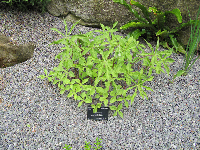 Arisaema ciliatum (Arisaema ciliatum)