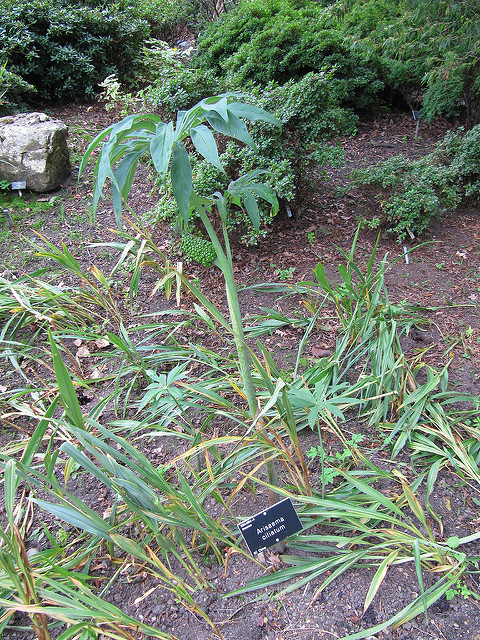 Arisaema ciliatum