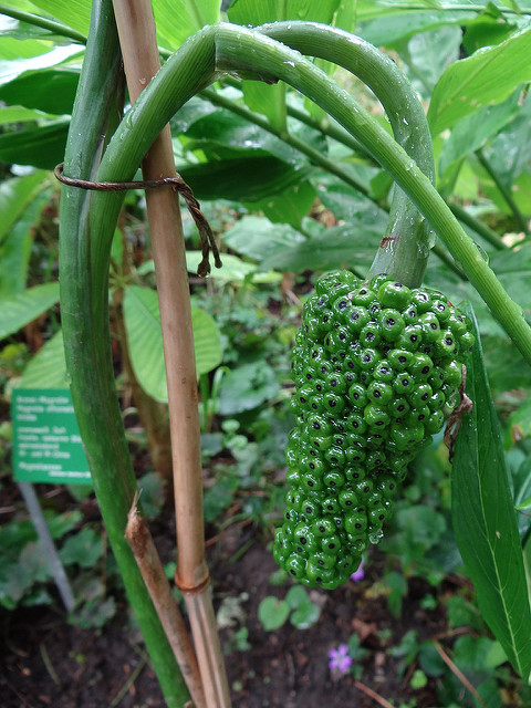 Arisaema ciliatum