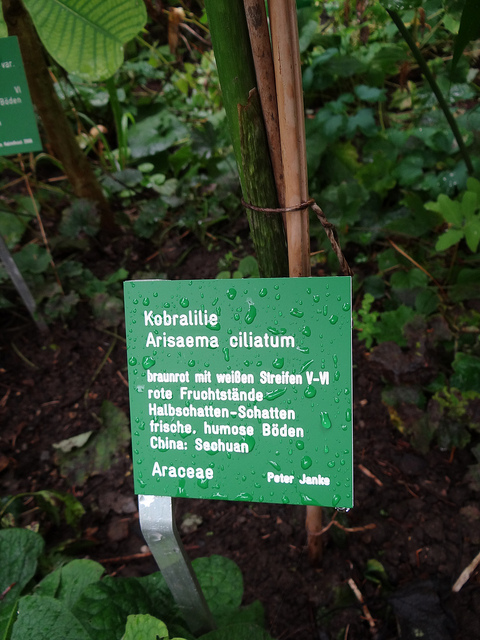 Arisaema ciliatum