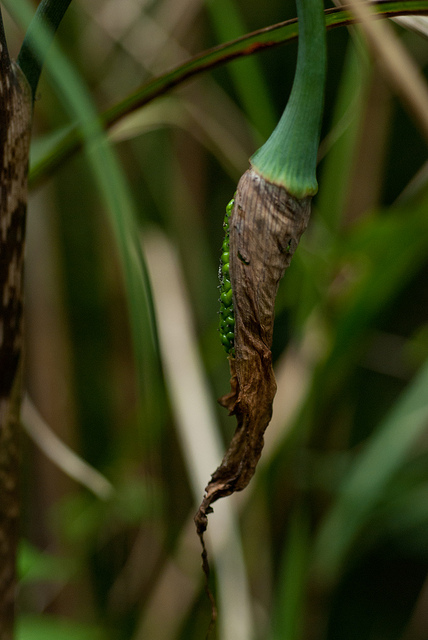 Arisaema consanguineum