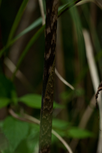 Arisaema consanguineum