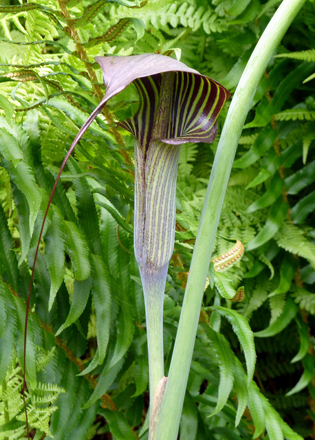 Arisaema consanguineum