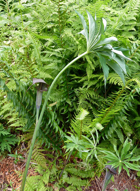 Arisaema consanguineum
