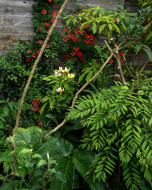 Arisaema costatum