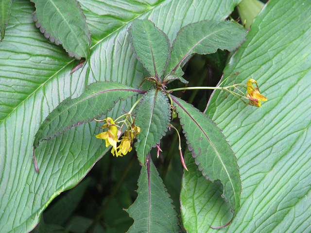 Arisaema costatum (Arisaema costatum)