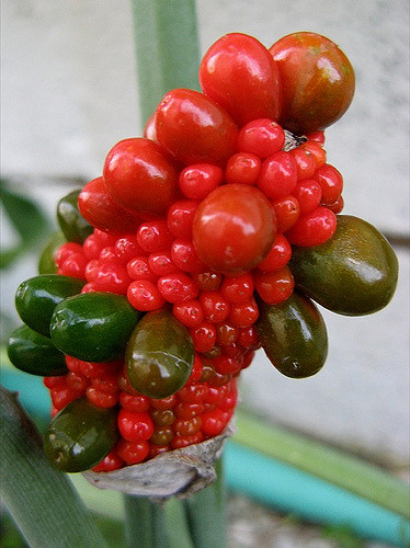 Arisème dragon (Arisaema dracontium)