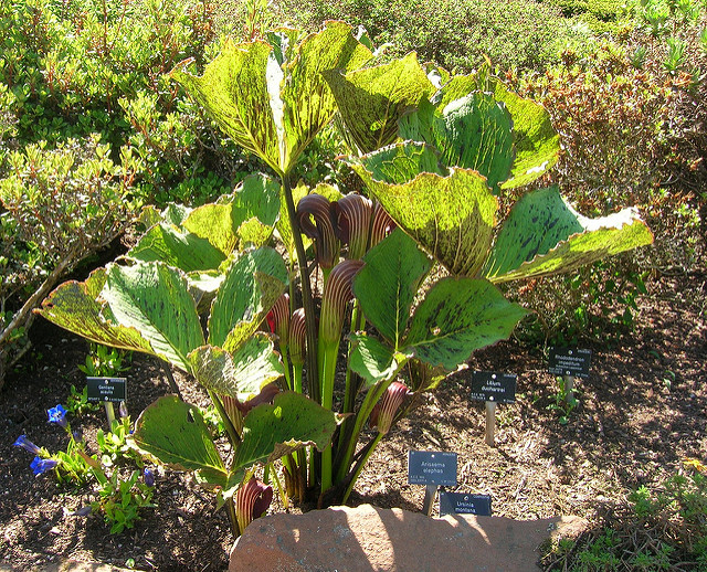 Arisaema elephas (Arisaema elephas)
