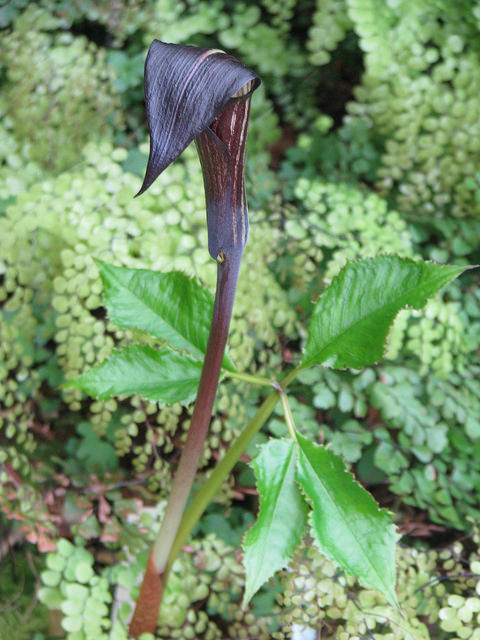 Arisaema engleri (Arisaema engleri)