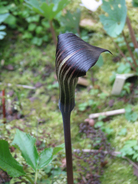 Arisaema engleri