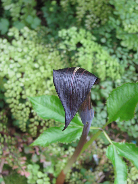 Arisaema engleri