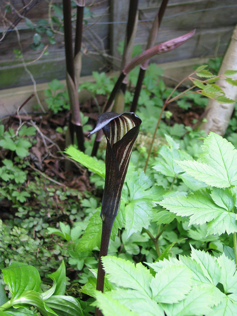 Arisaema engleri