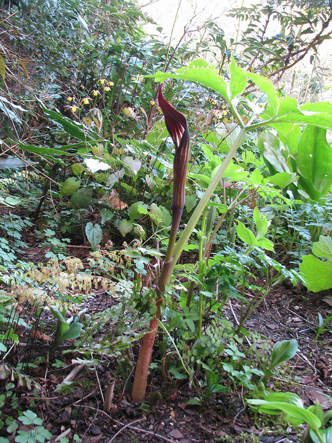 Arisaema engleri
