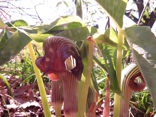 Arisaema fargesii