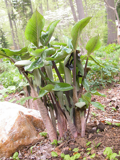 Arisaema fargesii