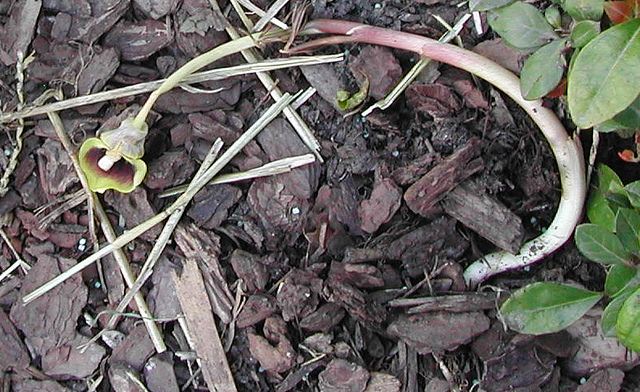 Arisaema flavum (Arisaema flavum)