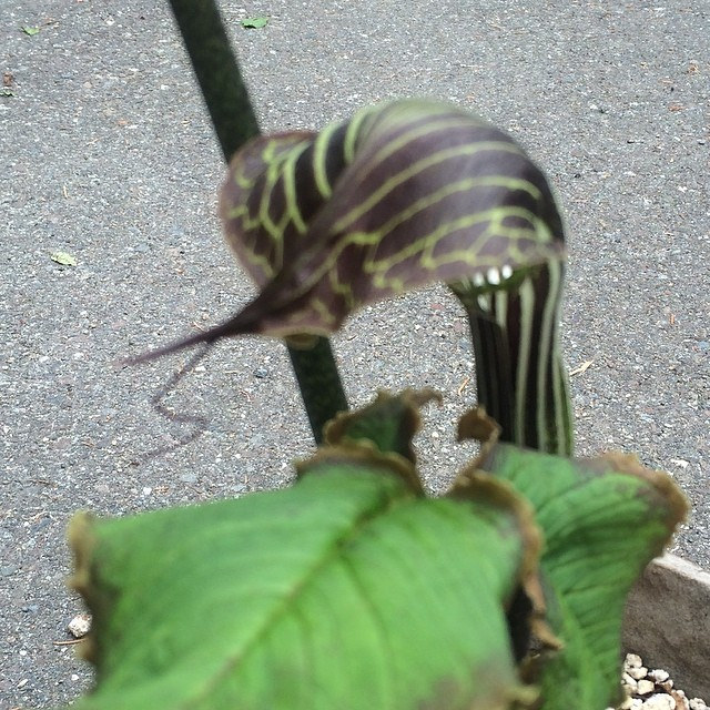 Arisaema griffithii (Arisaema griffithii)