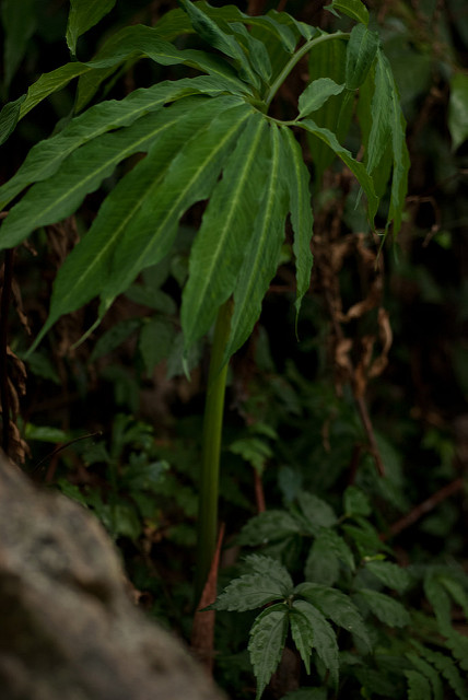 Arisaema heterophyllum (Arisaema heterophyllum)