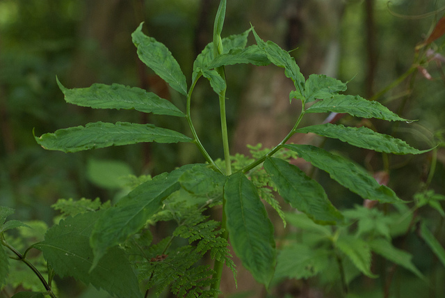 Arisaema heterophyllum