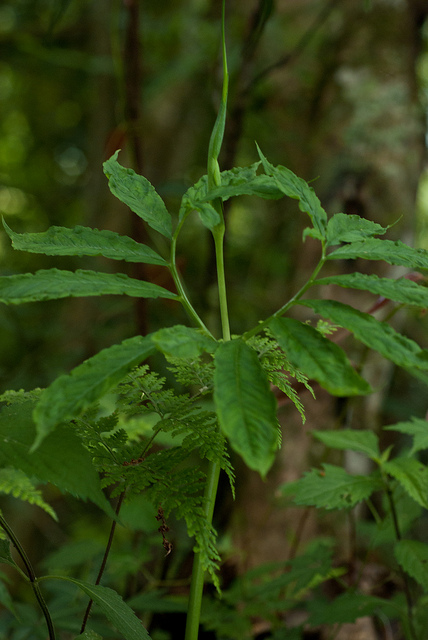 Arisaema heterophyllum