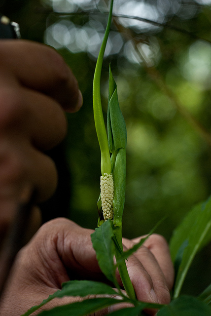 Arisaema heterophyllum