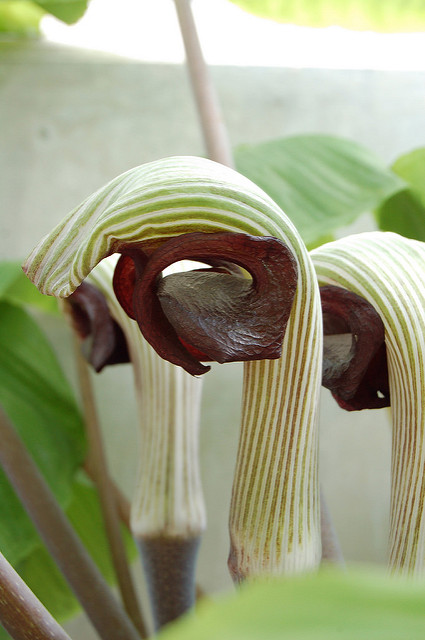 Arisaema ringens (Arisaema ringens)