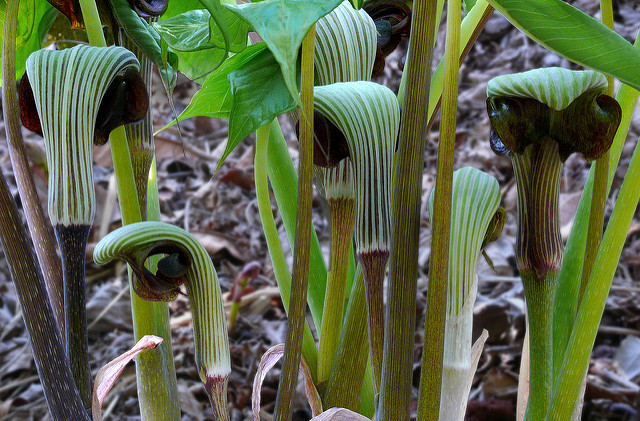 Arisaema ringens