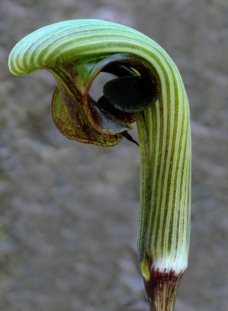 Arisaema ringens
