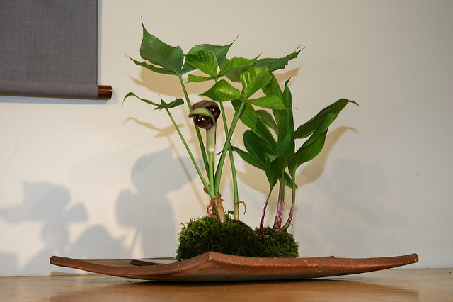 Arisaema ringens