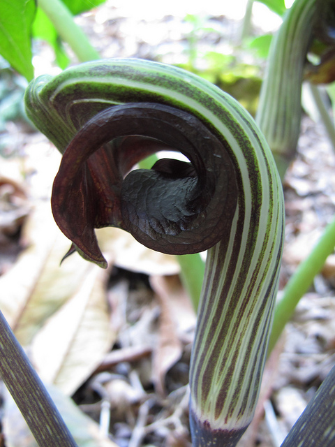 Arisaema ringens