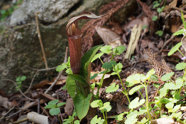 Arisaema serratum