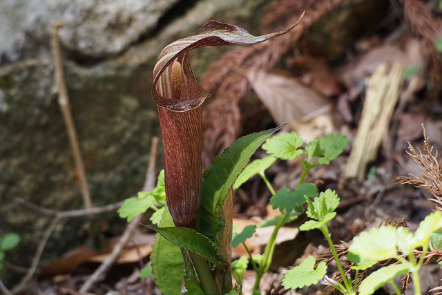 Arisaema serratum