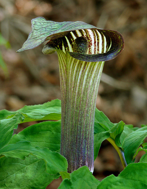 Arisaema serratum