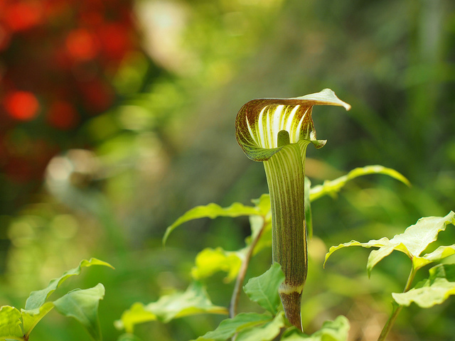 Arisaema serratum