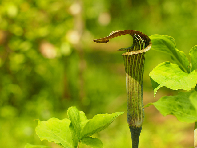 Arisaema serratum (Arisaema serratum)