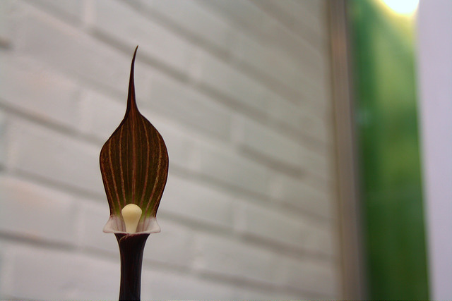 Arisème (Arisaema sikokianum)