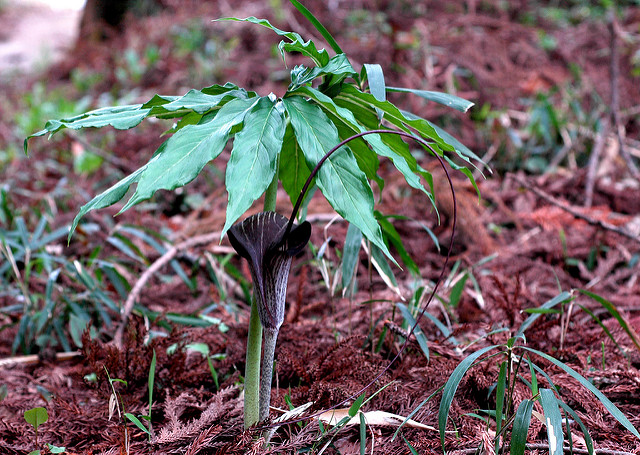 Arisème (Arisaema thunbergii)