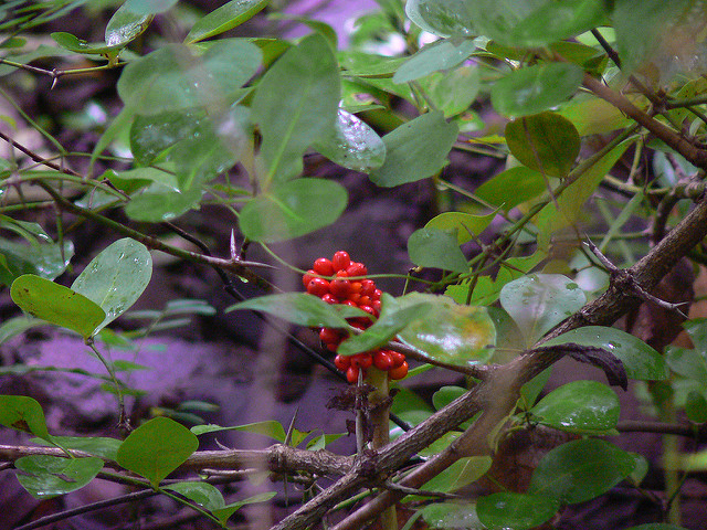 Arisaema tortuosum (Arisaema tortuosum)