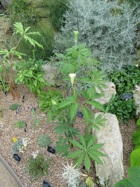 Arisaema tortuosum