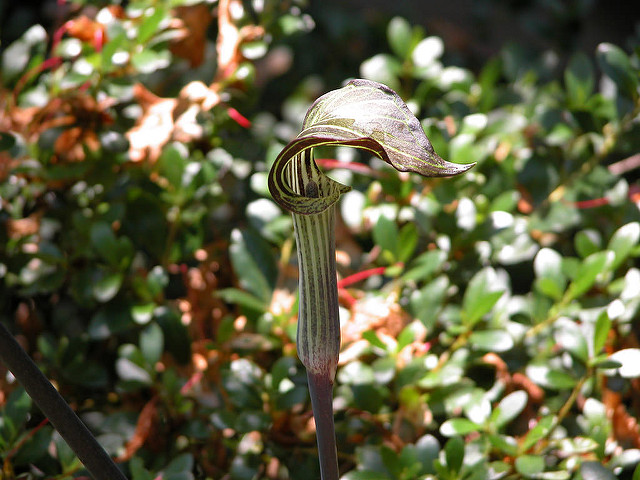 Arisaema triphyllum