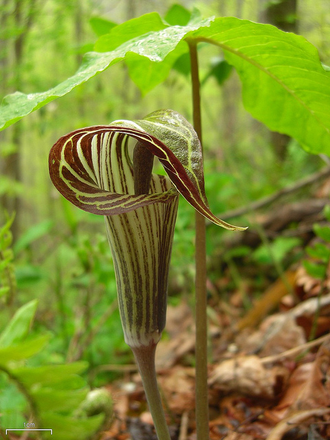 Arisaema triphyllum