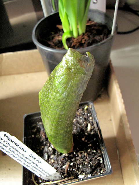 Arisaema utile