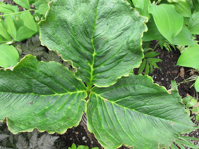 Arisaema utile