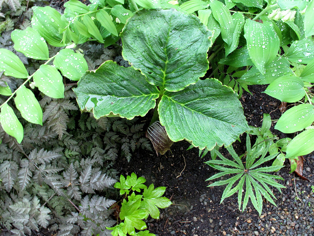 Arisaema utile (Arisaema utile)