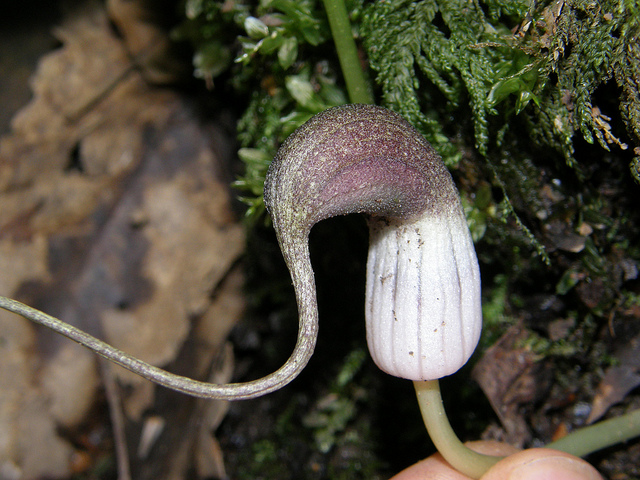 Plante souris