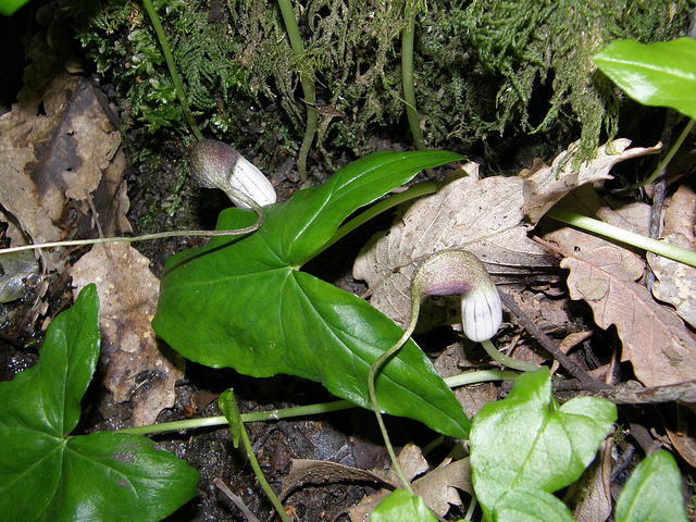 Plante souris