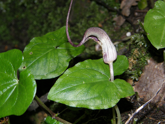 Plante souris